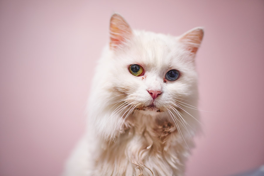 35mm F1.2-DG-DN-_-Art-019-f1.2-2019-09-07-19.11.52_WZA6495-1