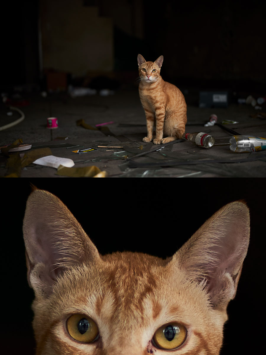 35mm F1.2-DG-DN-_-Art-019-f1.2-2019-09-09-06.22.18_WZA6608