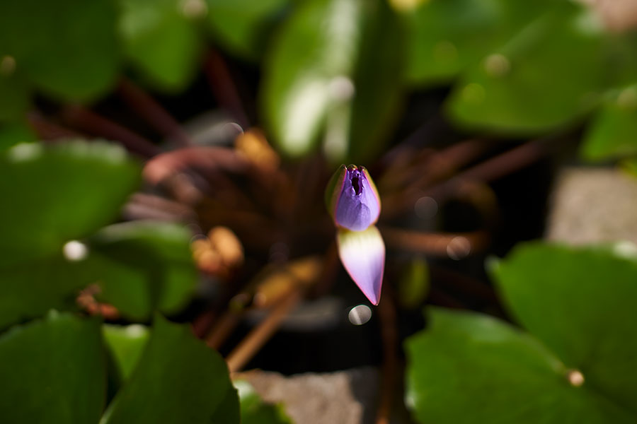 35mm F1.2-DG-DN-_-Art-019-f1.6-2019-09-05-15.07.42_WZA6408-1