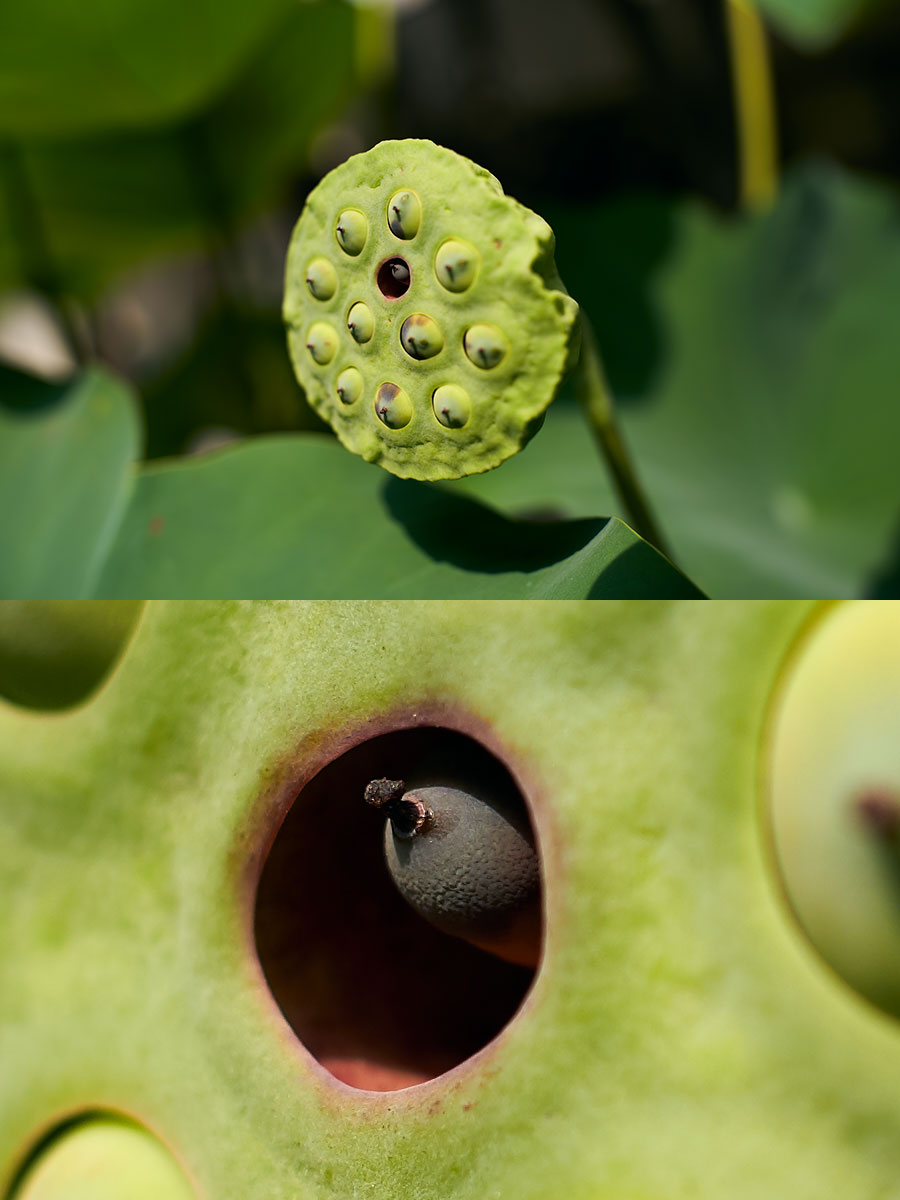 35mm F1.2-DG-DN-_-Art-019-f2.8-2019-09-05-15.06.46_WZA6405