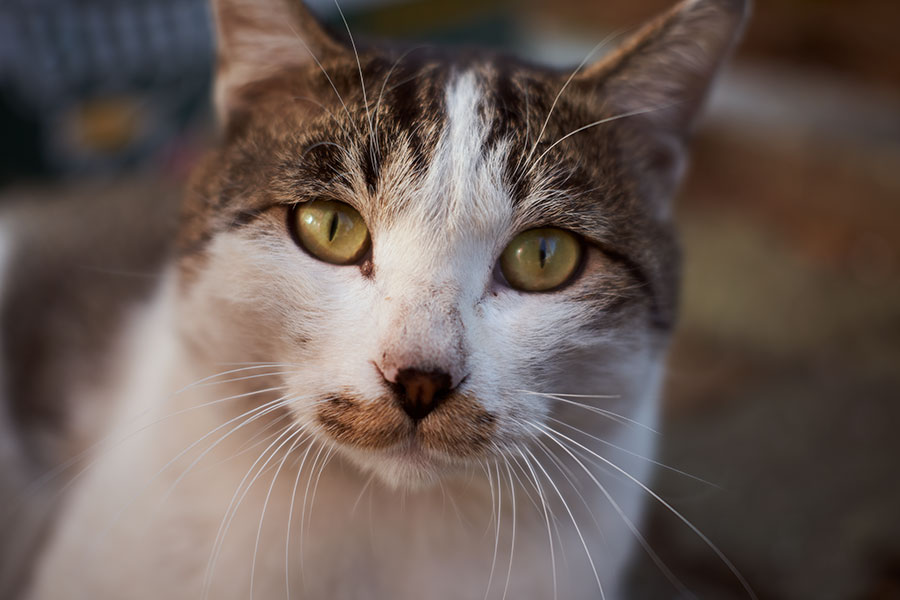 45mm F2.8-DG-DN-_-Contemporary-019-f2.8-2019-11-12-15.15.07_WZA0858