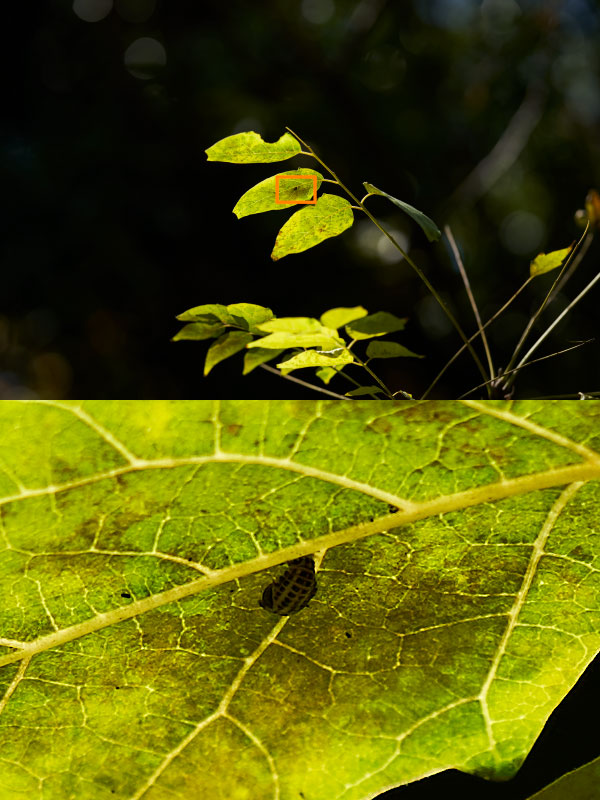 sony a7r4-resolution-03