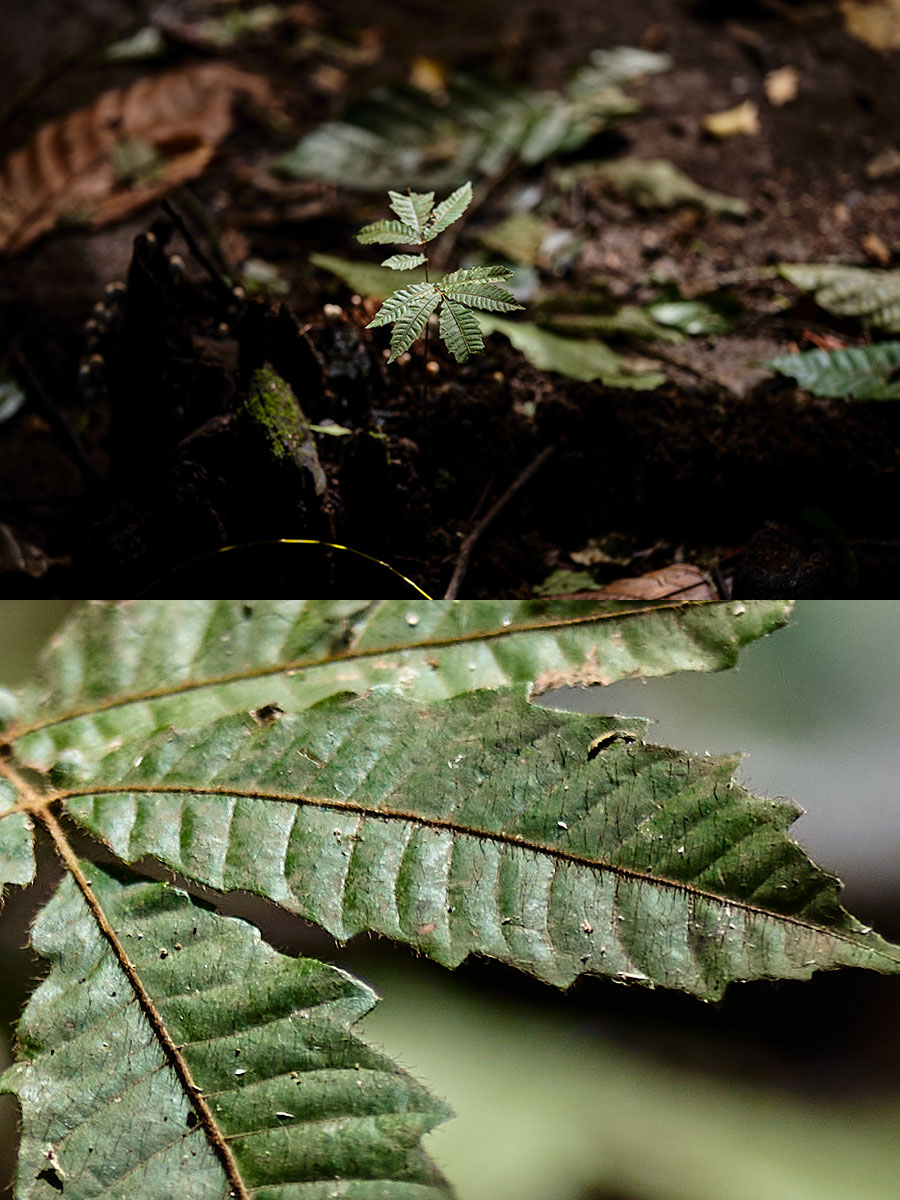 sony a7r4-samples-11