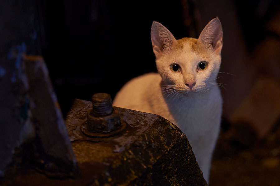 sony a7r4-samples-15